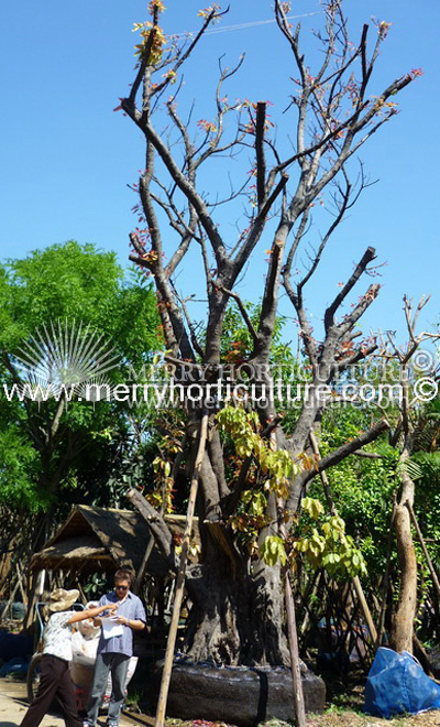 Ficus Altissima